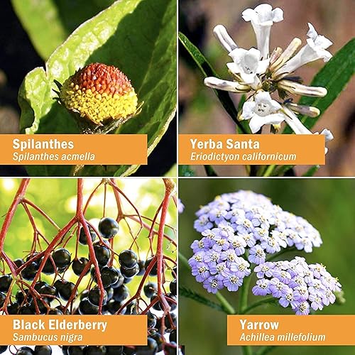 Miniatura 4 de Herb Pharm Fórmula de hierbas líquida Rapid Immune Boost para apoyo inmunológico activo 1 onza