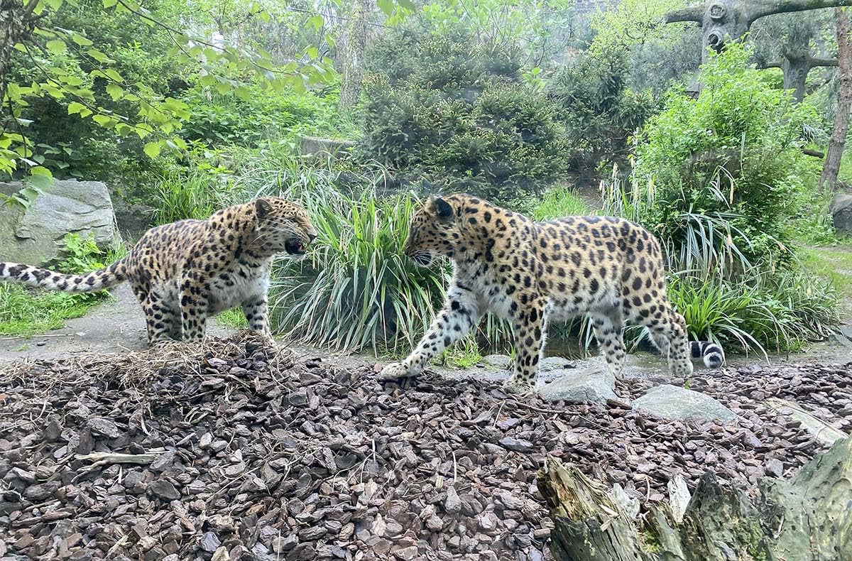 mydays Geschenkgutschein: Frühstück & Zoobesuch Leipzig für 2