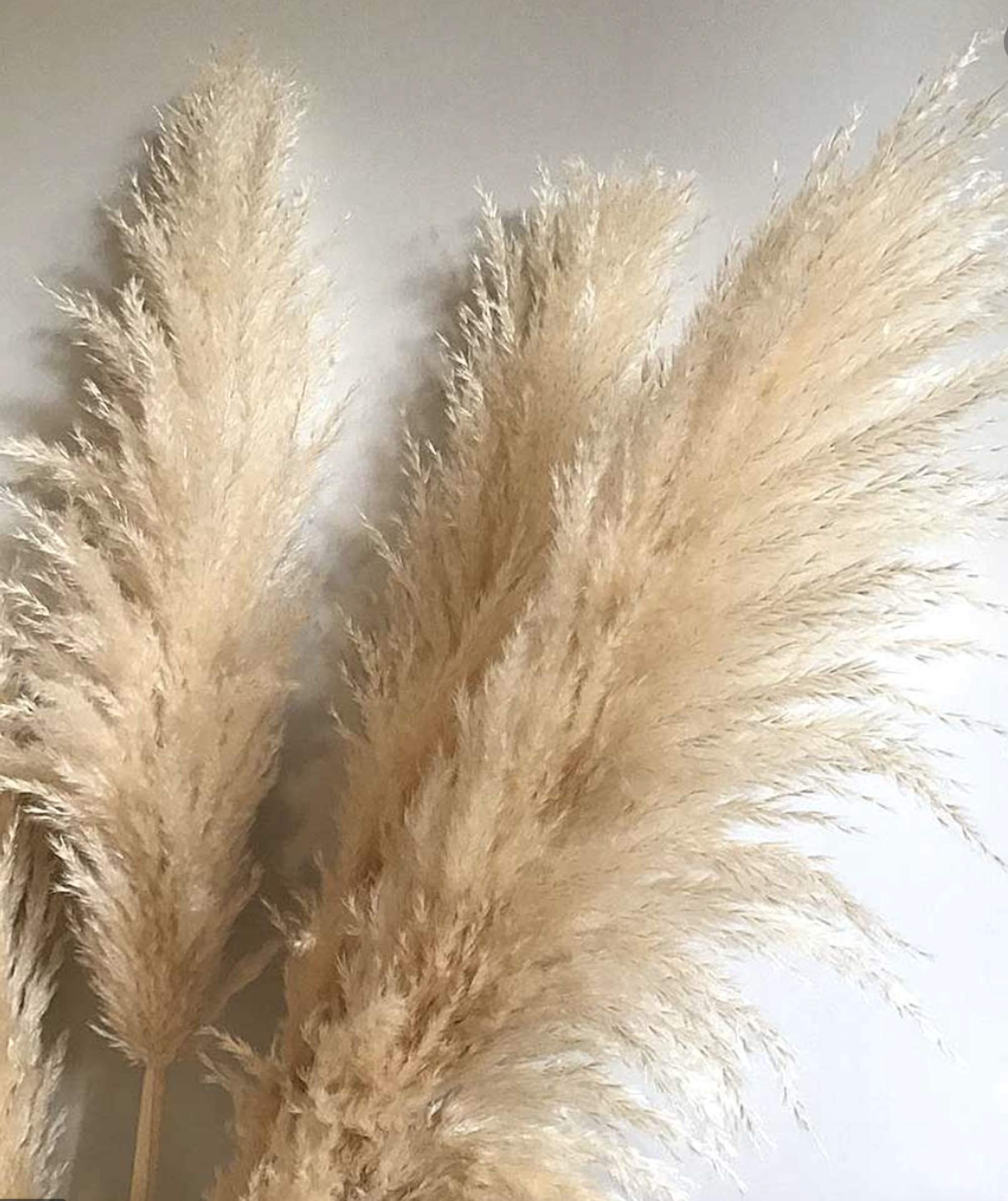 3 stems Extra Large Dried Pampas Grass 48" Extra Large Pampas Grass
