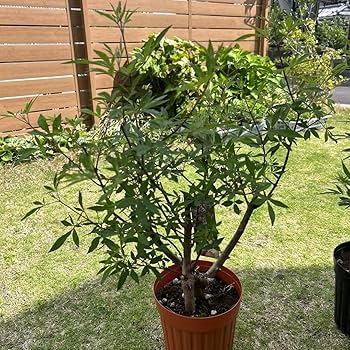 西洋ニンジンボク苗木　52センチ　大小セット 楽天市場】庭木・植木 苗：西洋ニンジンボク 白花* 6号大株 せい