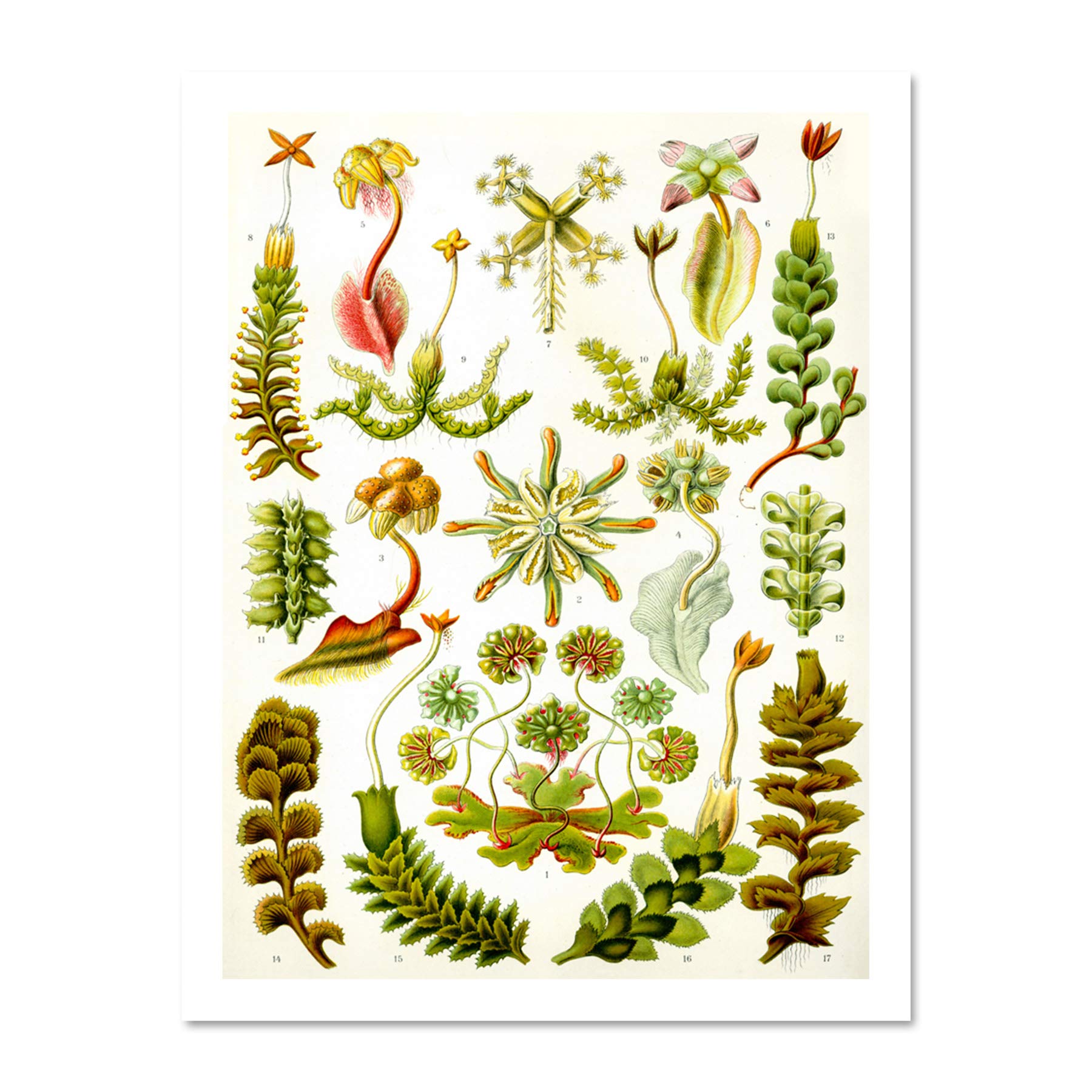 Wee Blue Coo 82nd Plate Ernst Haeckel Kunstformen Der Natur Hepaticae Large Framed Art Print Poster Wall Decor 18x24 inch