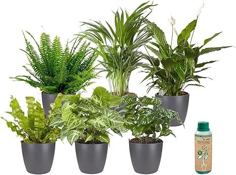 Ecoworld Grüne Zimmerpflanzen Echt 6er Set Pflegeleicht und