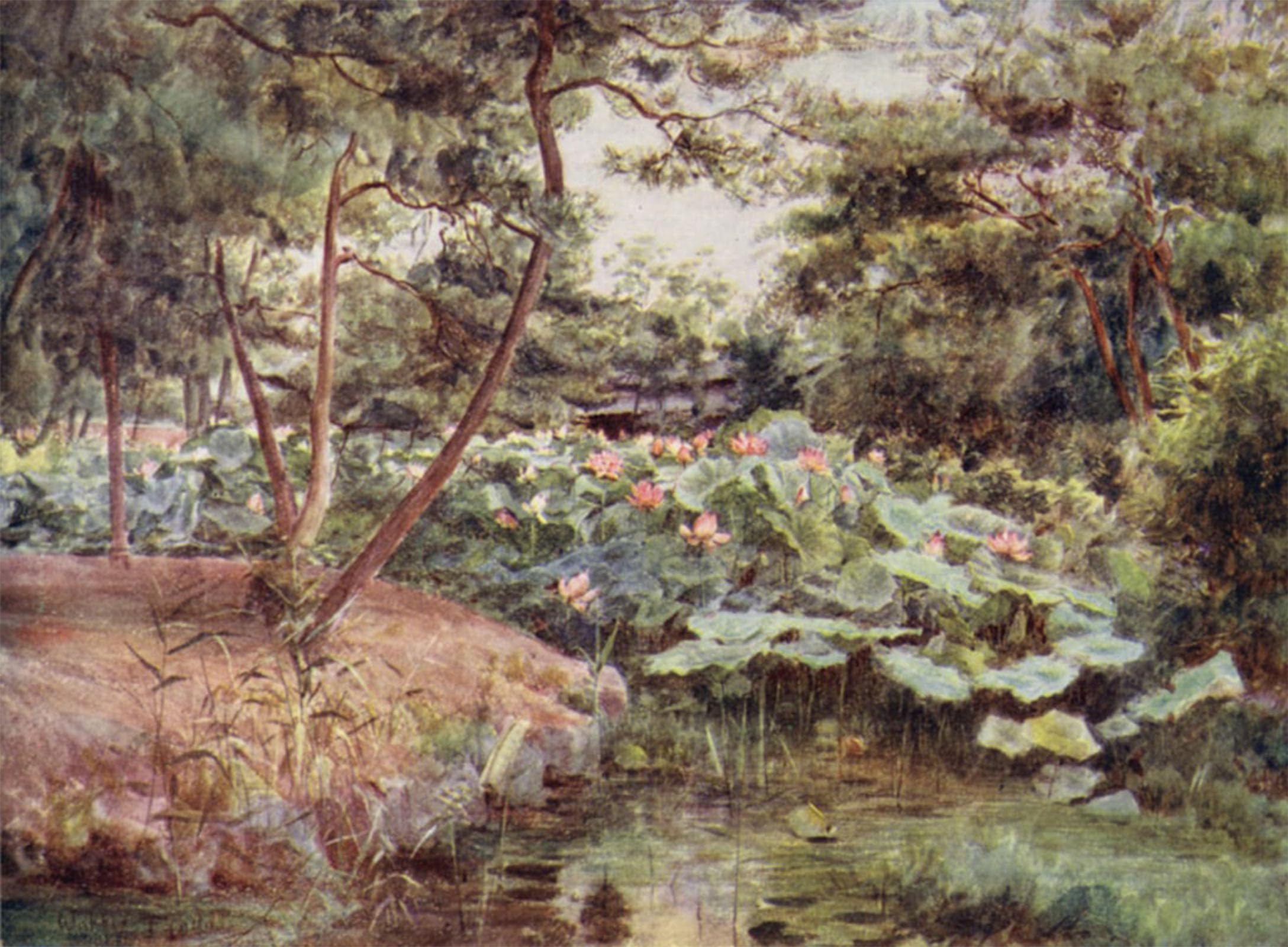SERENDIPITP Aesthetic Poster Photo Wall Print Retro Picture Pine and Pink Lotuses At Kofu by Walter Frederick Roofe Tyndale Modern Wall Artwork for Home Decor 60x90cm