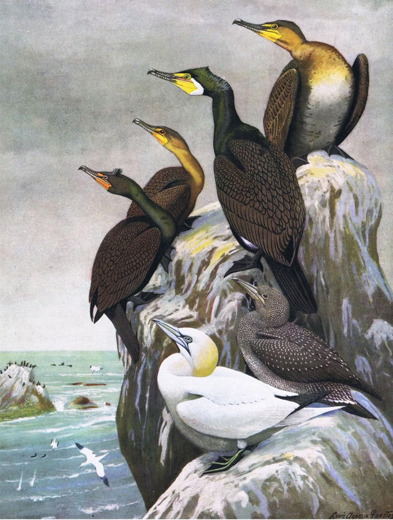 Impression sur toile Fuertes - Gravure oiseaux décoration salon