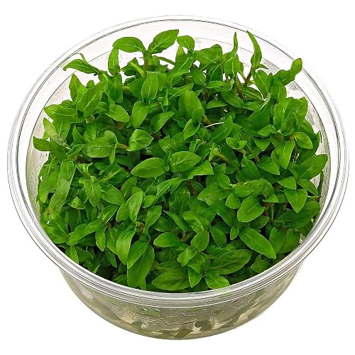 AquaPlants, Staurogyne repens - in vitro - Planta de acuario vivo
