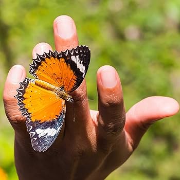 値下げ　蝶　標本　010  ケースサイズ40×30センチ 厚さ6センチ Amazon.co.jp: 蝶の標本ペーパークラフトA4サイズ完成品 : おもちゃ