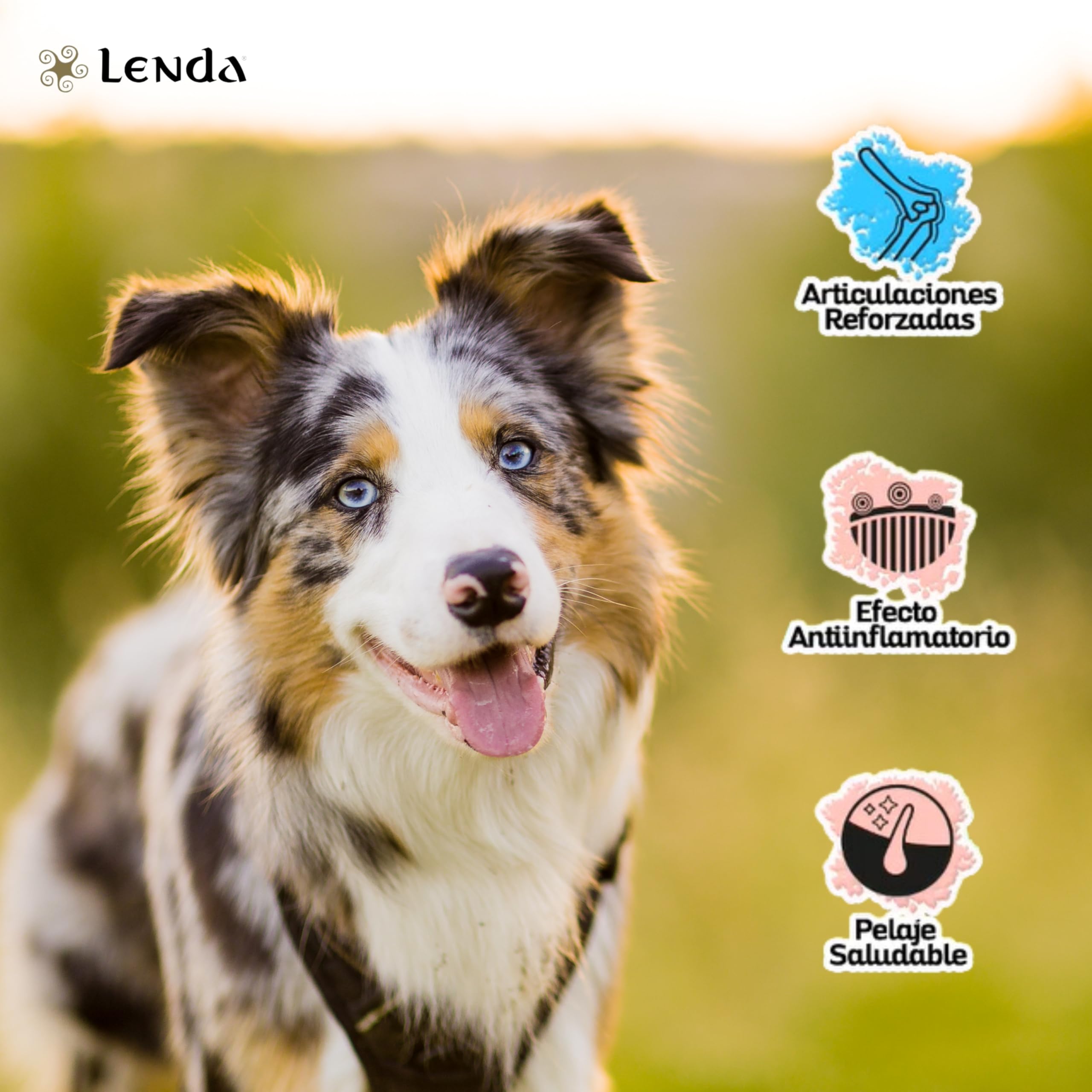 Lenda Lamm 6 kg – Trockenfutter Hund Adult reich an Lamm mit Lachsöl und Chondroprotektoren – Hundefutter Alle Rassen – Natürliches Trockenfutter