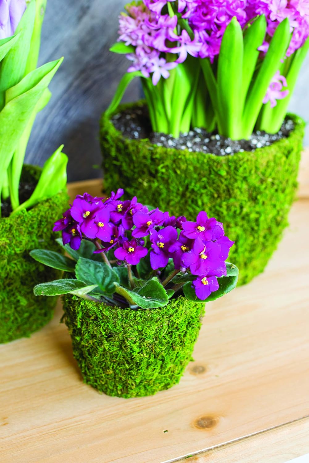 Bella Moss 122712070 Agatha Moss Planter, Green