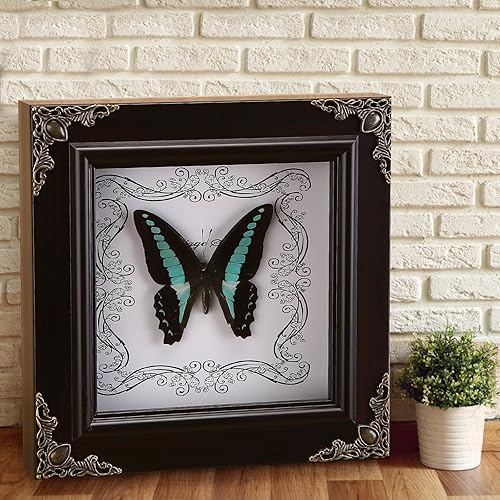 Miniatura 2 de Mariposa real enmarcada a mano, colección de caja de sombra de espécimen de mariposa real, taxidermia de mariposa enmarcada para decoración de pared
