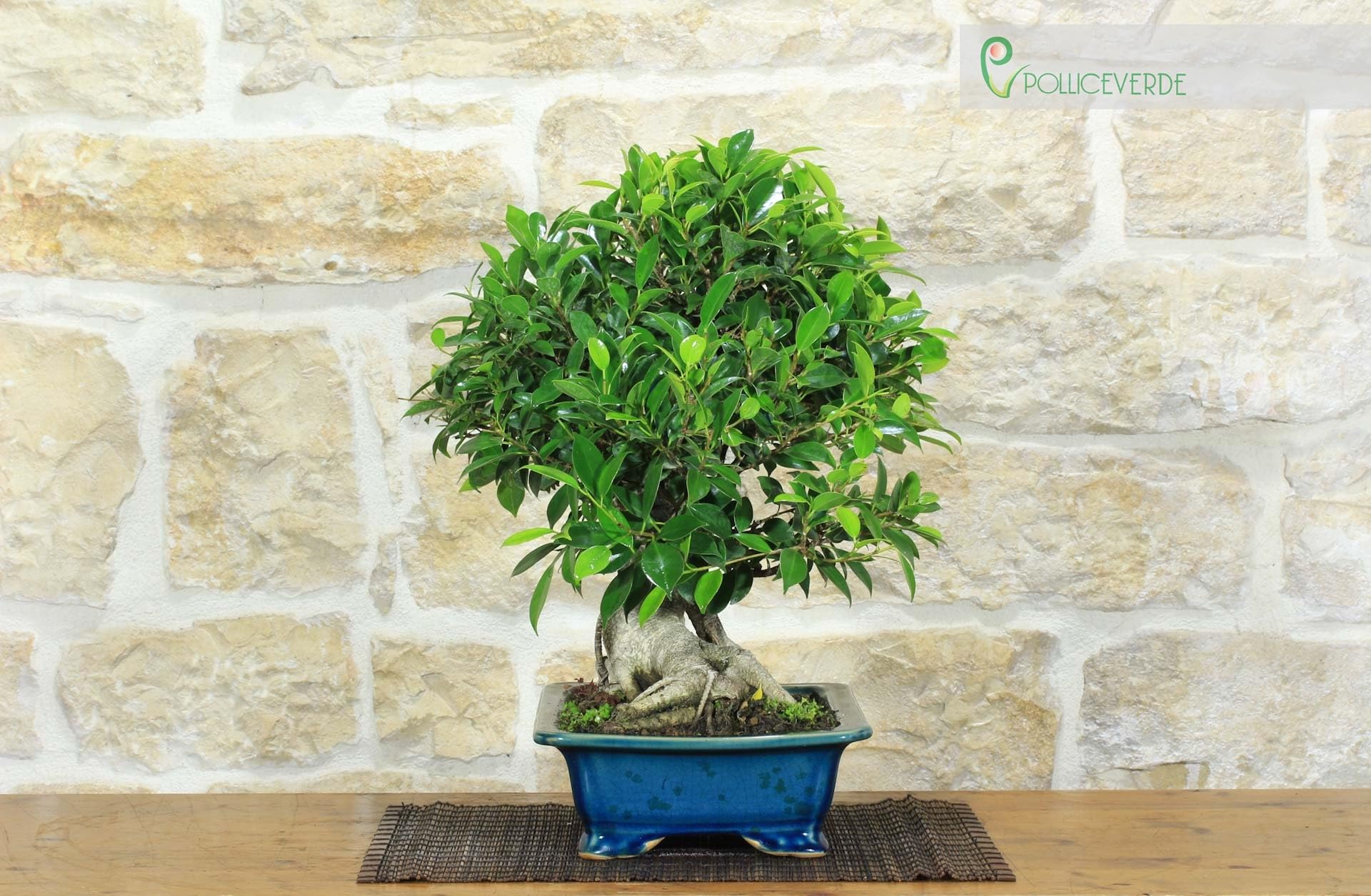 Bonsai di Ficus Retusa (162)