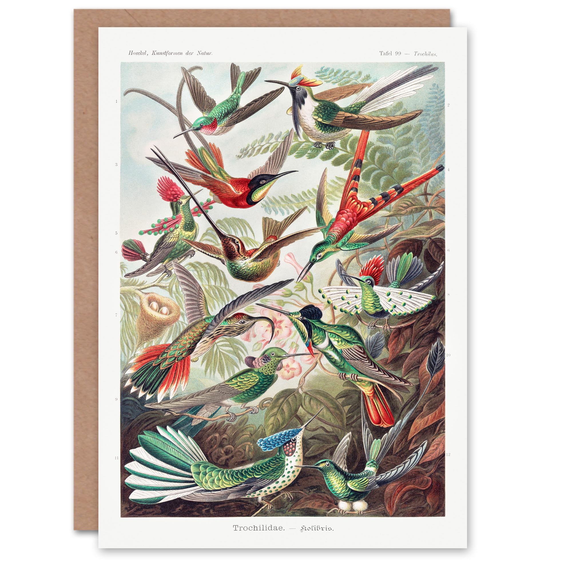Artery8 Ernst Haeckel Art Card Kolibri Birds Hummingbird Species