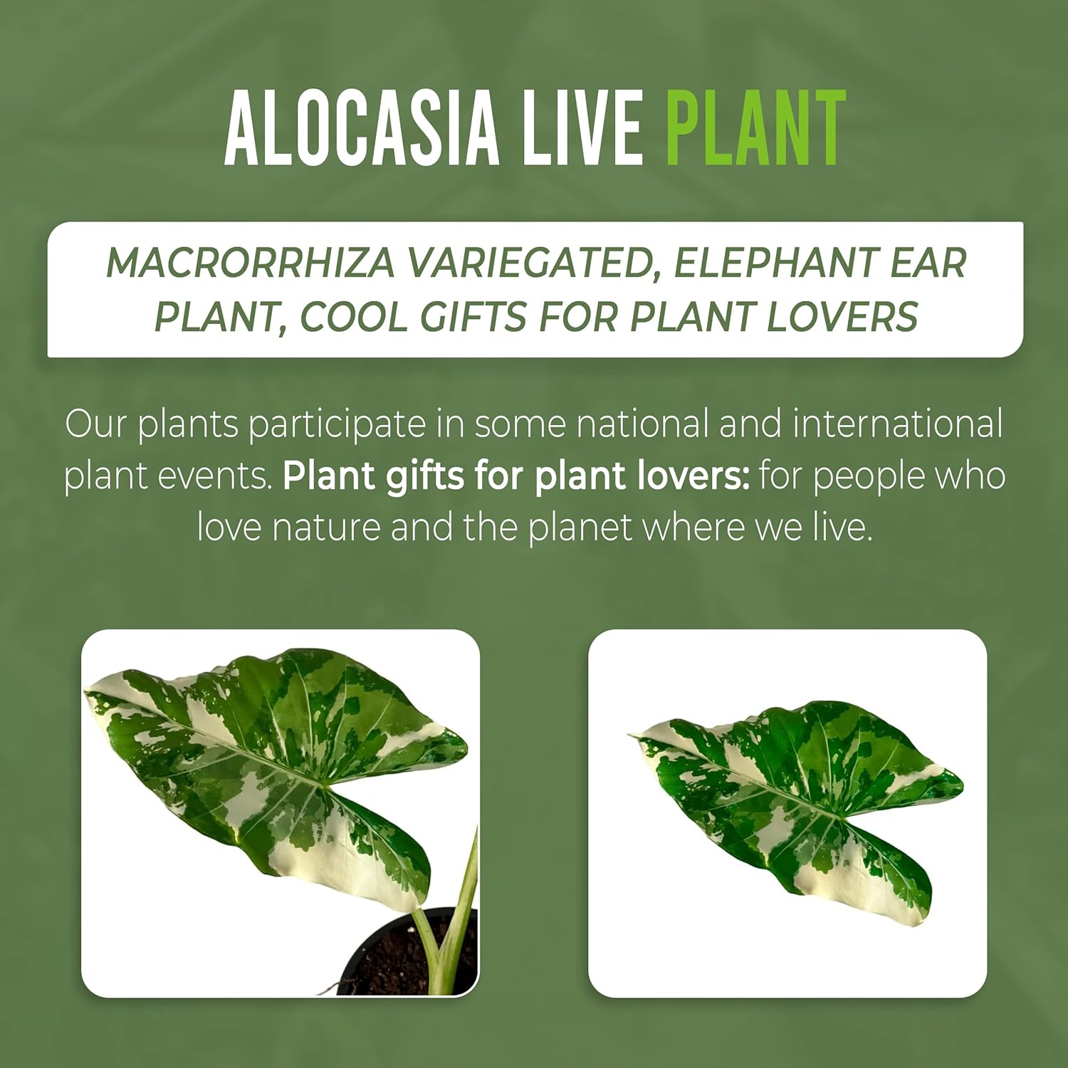 LEAL PLANTS ECUADOR Alocasia Macrorrhiza Variegated, Live House Plant| Alocasia Live Plant, Variegated Live houseplant| Rare Indoor Plants, Perfect for Home Decor, Unique Gift for Plant Lover