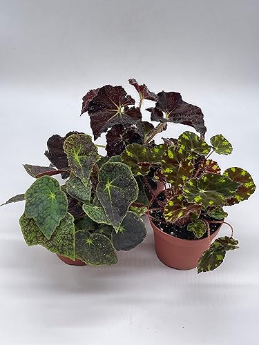 Miniatura 6 de BubbleBlooms Harmony's Begonia Rex surtido, colores cálidos de verano, 3 begonias diferentes en macetas de 4 pulgadas