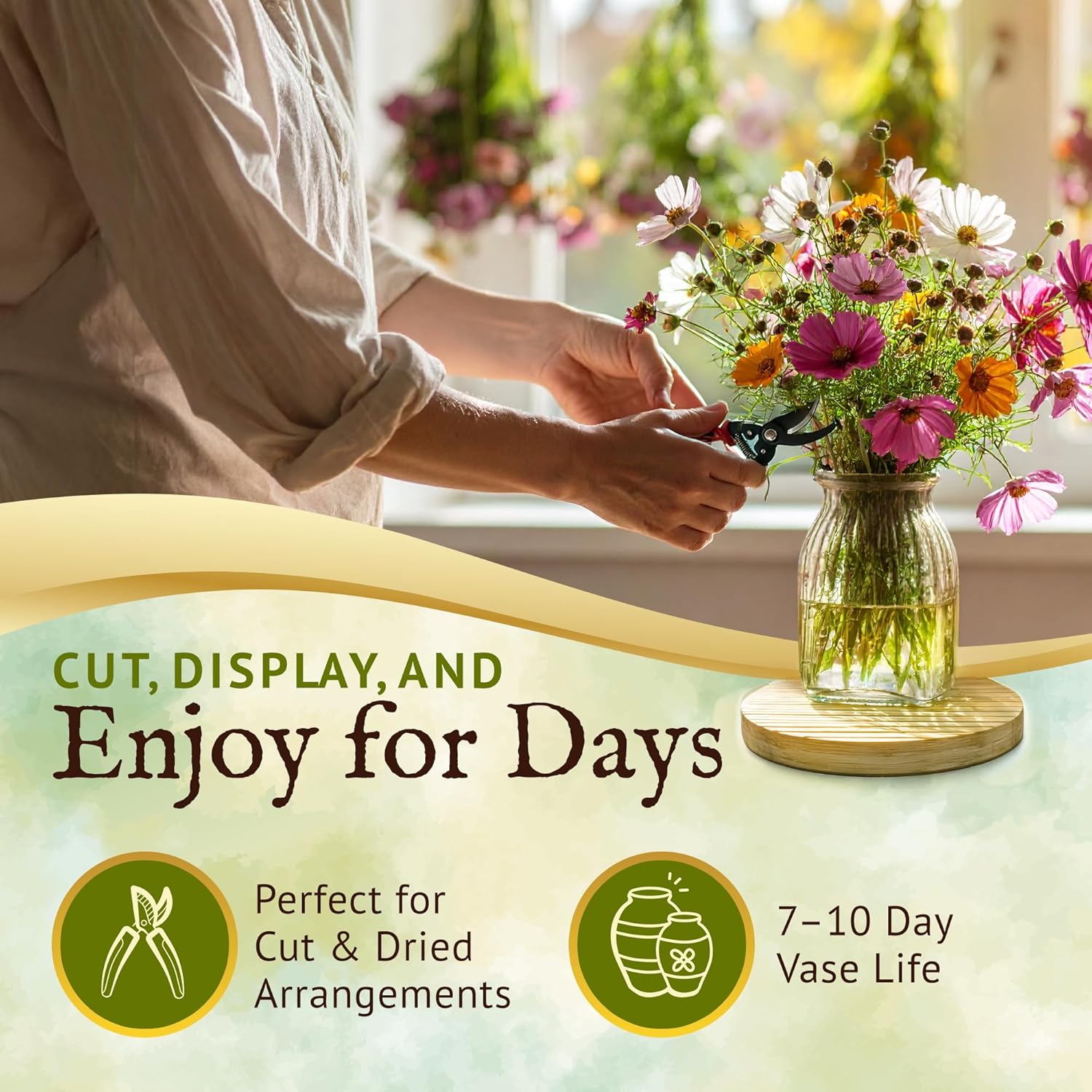 Everwilde Sensation Tall Cosmos Seeds 1 Lb Mylar – Easy to Grow Annual Wildflowers – High Germination & Attracts Pollinators – Great Wildflower Seed for Gardens, Pots & Bouquets