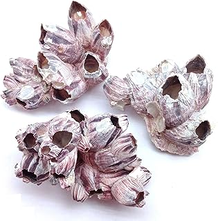 PEPPERLONELY Purple Barnacles Clusters for Saltwater Aquariums, 5 Inch ~ 7 Inch