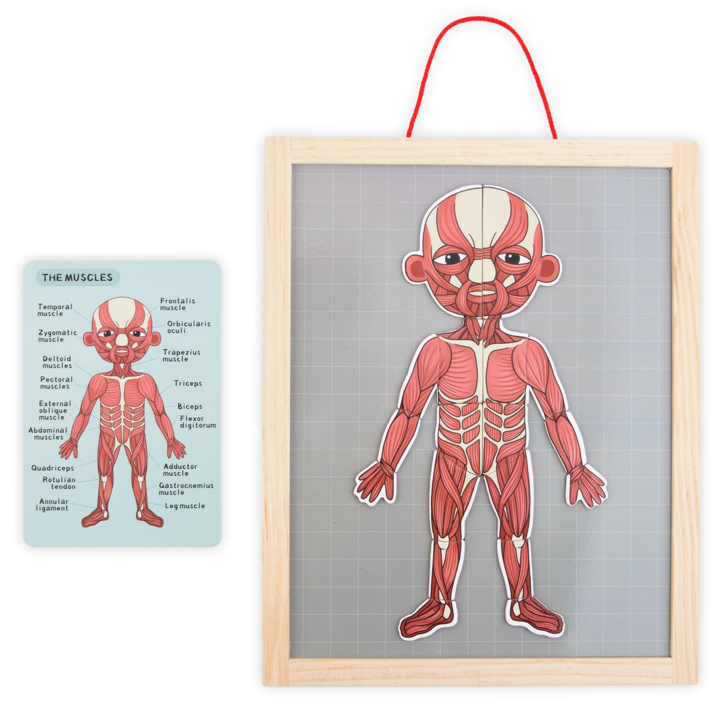 Mamabrum, Puzzle Magnétique - Apprentissage de l'Anatomie - Corps Humain, Grand Tableau Magnétique, 2 Cartes Double Face, 1 Index, Enseigne la Structure du Corps, Puzzle Anatomique pour Enfants