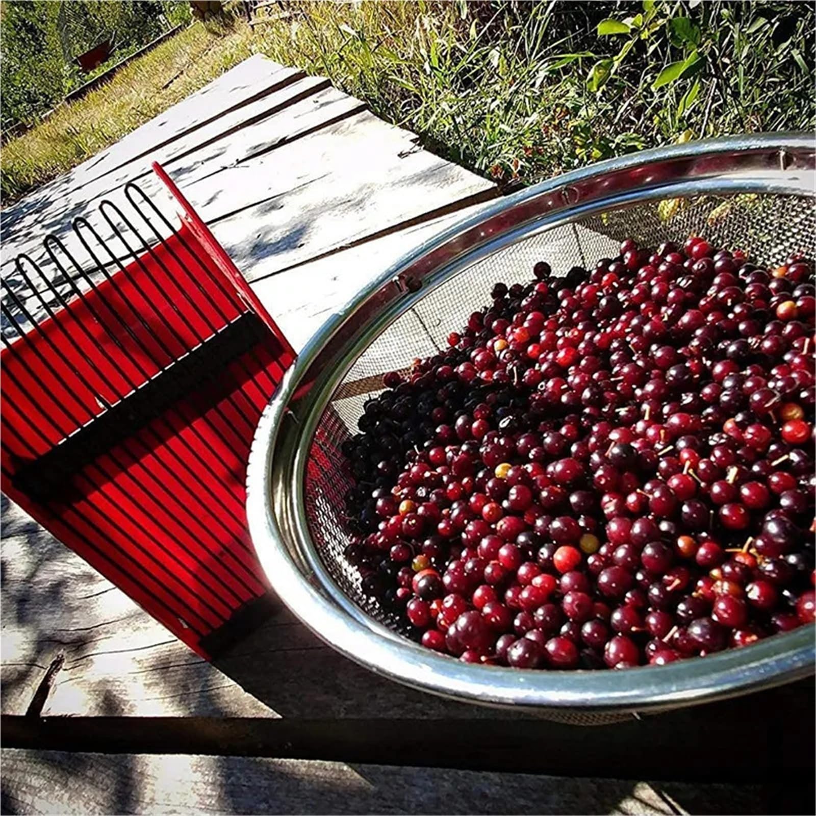 Beerenpflücker und Rechen mit Metallkamm und ergonomischem Griff, effiziente Obstschaufel for die Ernte Kleiner Früchte in Gärten und Obstgärten