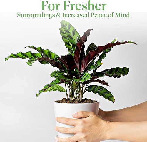 Miniatura 7 de American Plant Exchange Calathea - Serpiente de cascabel – 6 pulgadas con cubierta de maceta – Planta de interior viva apta para mascotas con hojas