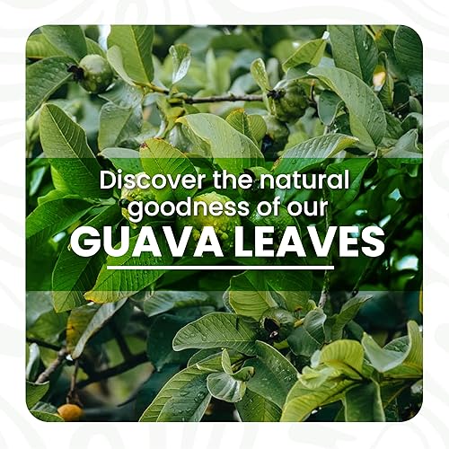 Miniatura 2 de Hojas de guayaba secas de 5.2 onzas, hojas de guayaba secas, hojas de guayaba naturales, té de hojas sueltas, té de hierbas, sin OMG, sin aditivos,