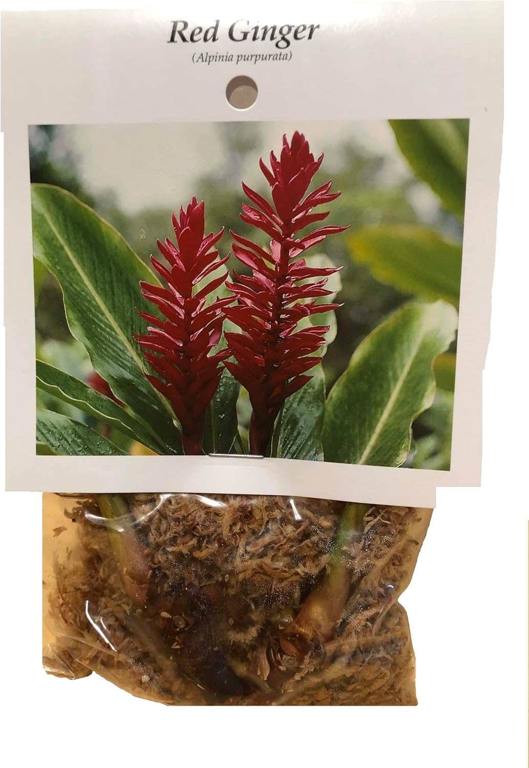 Hawaiian Red Ginger Plant Root (Pack of 5) Grow Hawaii