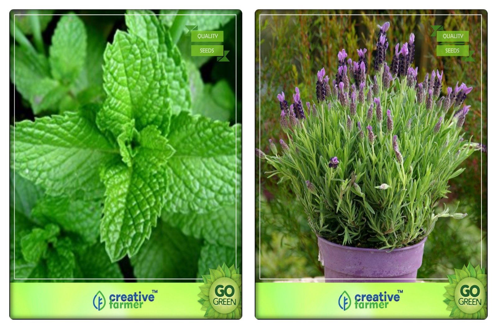 Creative Farmer Combo Herb Seeds Mint, Lavender Herb Seeds Combo Pack (B078V4TMQ4) Amazon Price History, Amazon Price Tracker