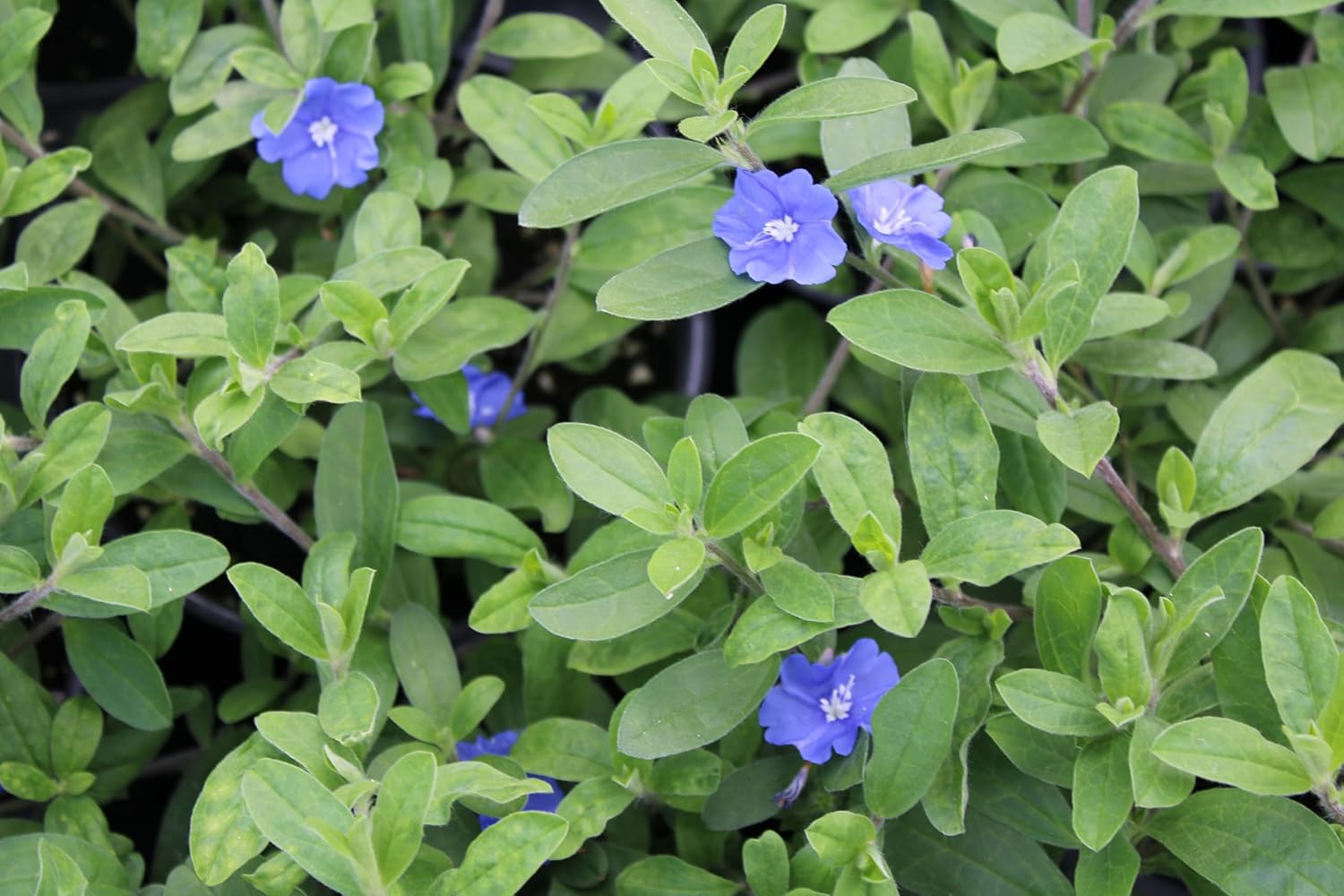 3 Live Blue Daze | 4" Pot | Evolvulus glomeratus | Perennial | Blooming Ground Cover | Low Maintenance