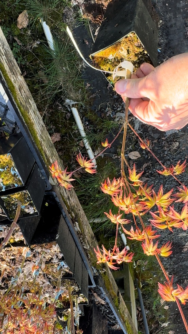 Amazon.com : Murasaki Kiyohime Japanese Maple 3 - Year Live Plant