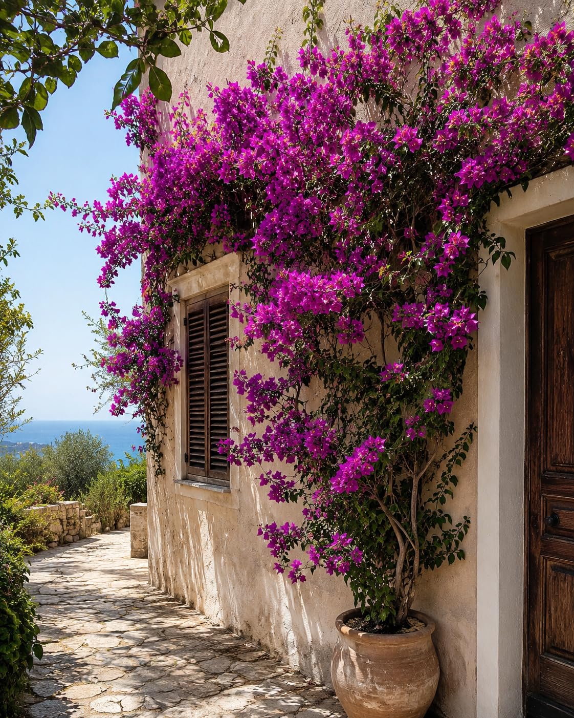 POWERS TO FLOWERS - BOUGAINVILLEA GLABRA 'SANDERIANA' FUCSIA, ALTEZZA 80CM, pianta vera