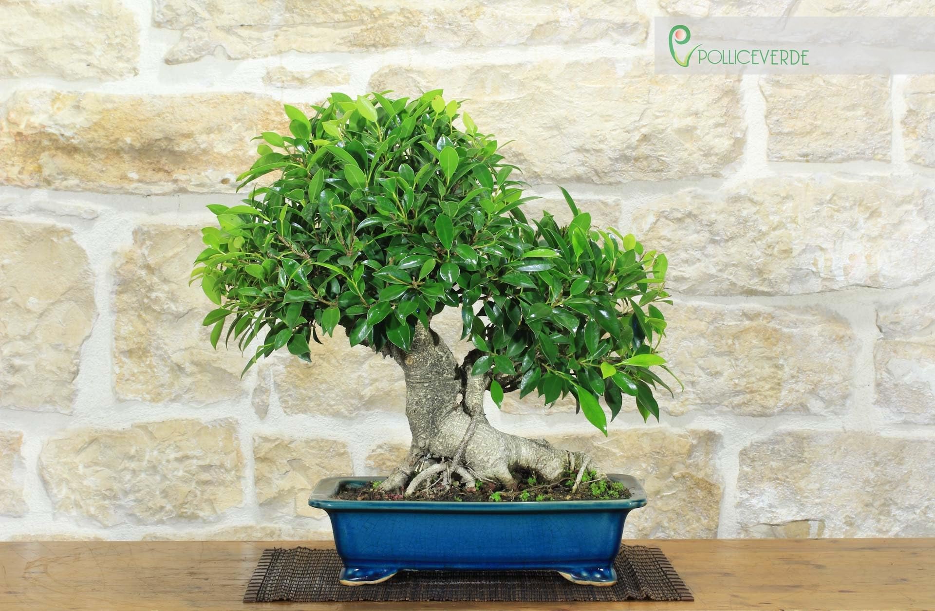 Bonsai di Ficus Retusa (162)