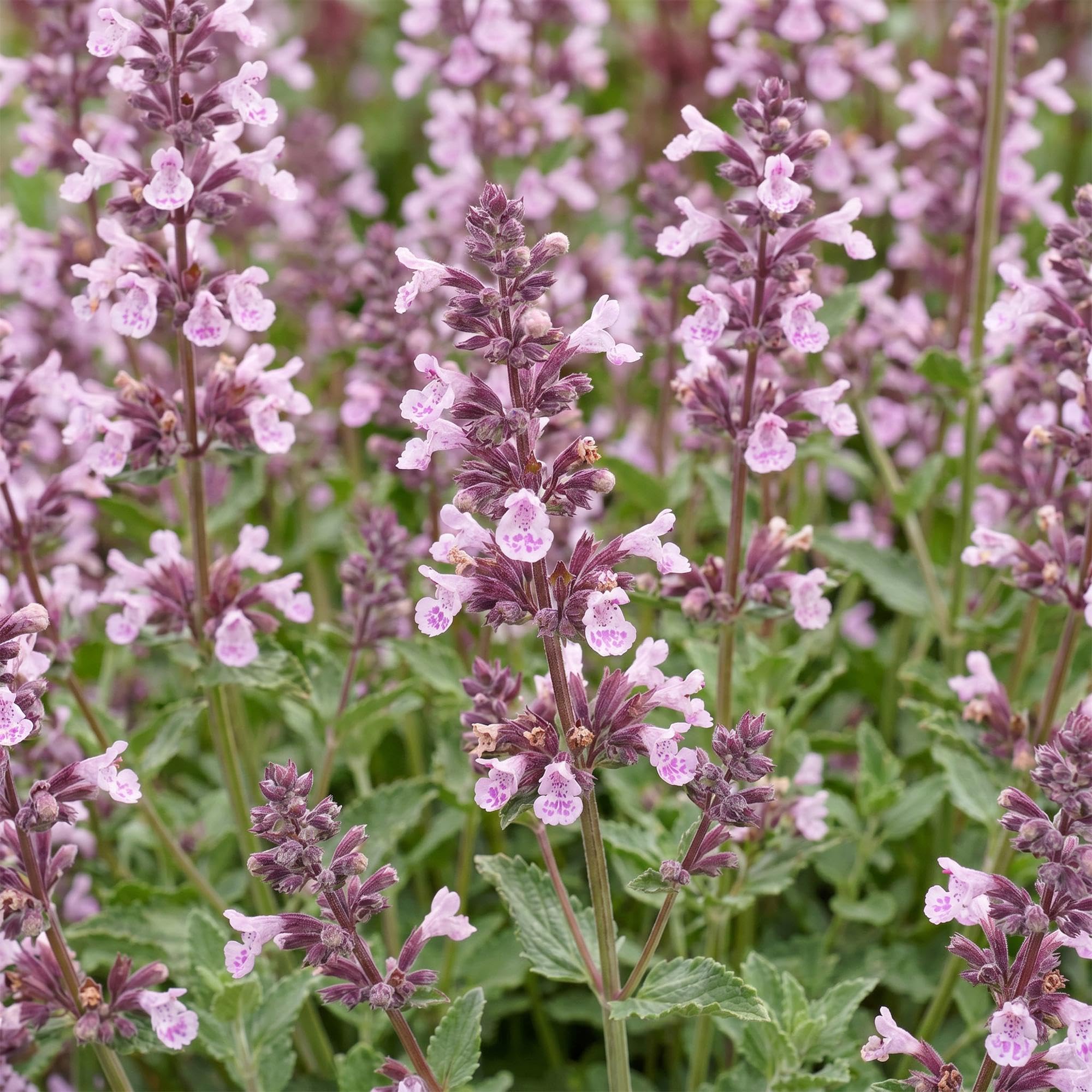 Nepeta Perenne per Giardino, Attira Api, Rosa Lilla, Set 12 Vaso 11cm