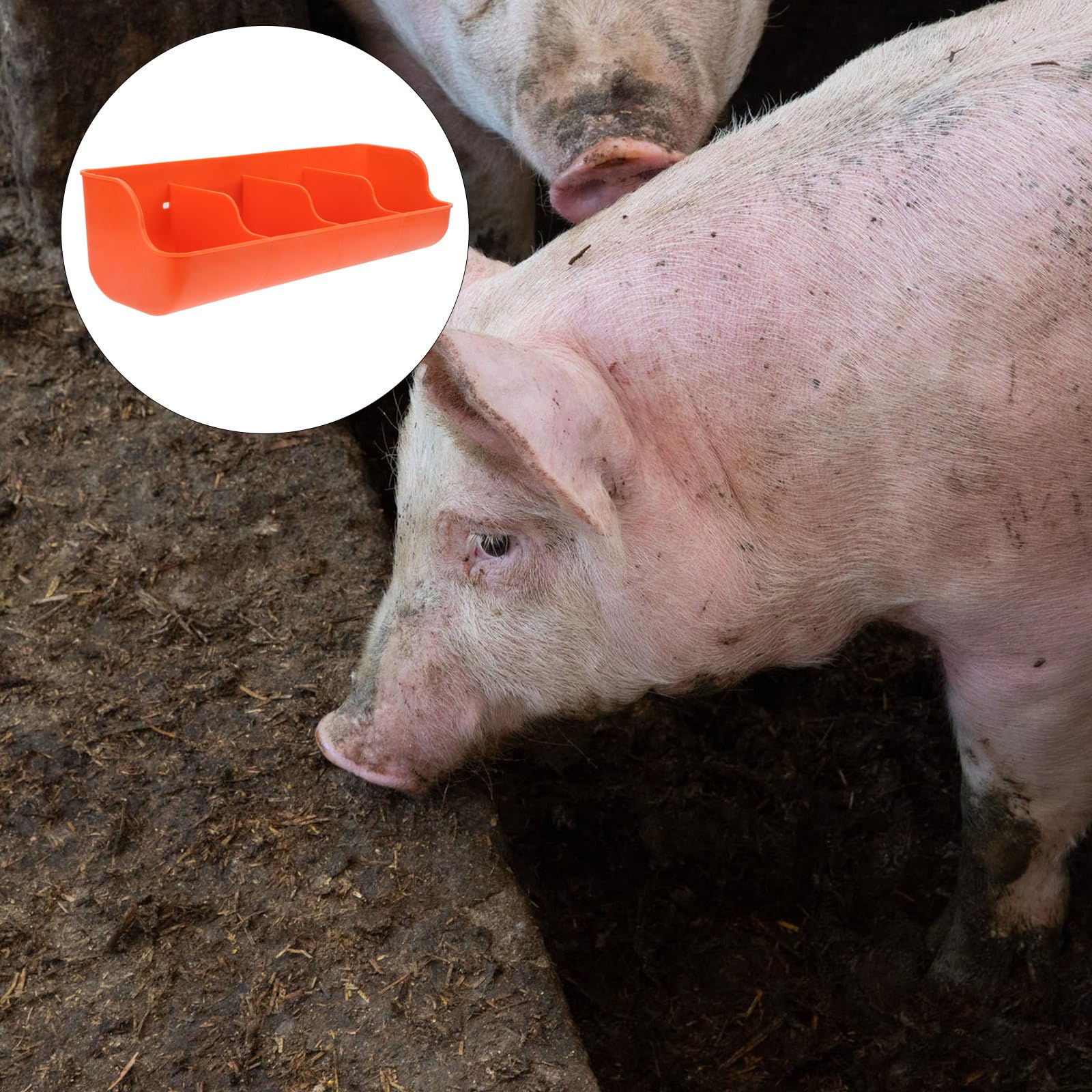 ifundom Mangiatoia per Suini Alimentatore per Allevamento Suino 4 Scomparti Arancia in Plastica Stili multipli Facile da Pulire Stili multipli Adatta per Maiali