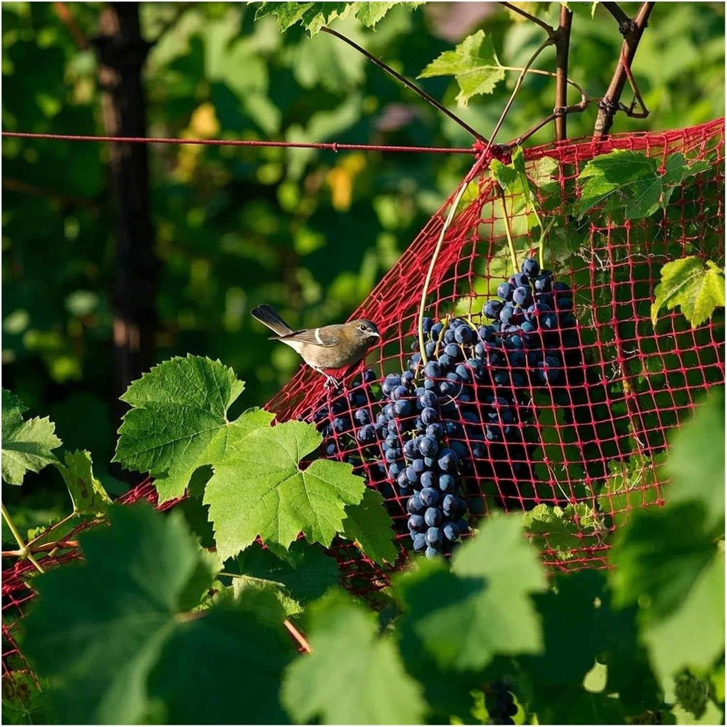 Red Nylon Netting-Solid Tyre Line Net Mesh