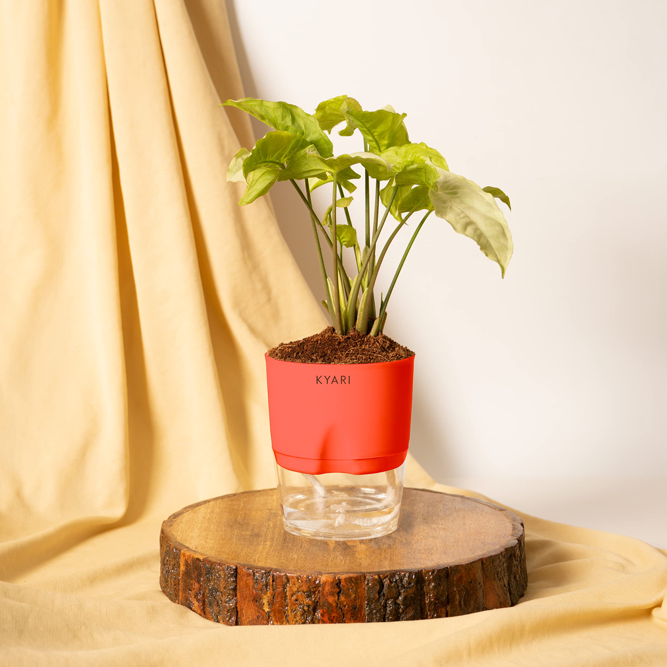 KYARI Syngonium Pixie White Indoor Plants for Living Room | Live Plants | Plants with Red Self Watering Pot for Home | Air purifier plants | Plants for Home Decor | Plants for Garden & bedroom (B0BM3CR9Q1) Amazon Price History, Amazon Price Tracker