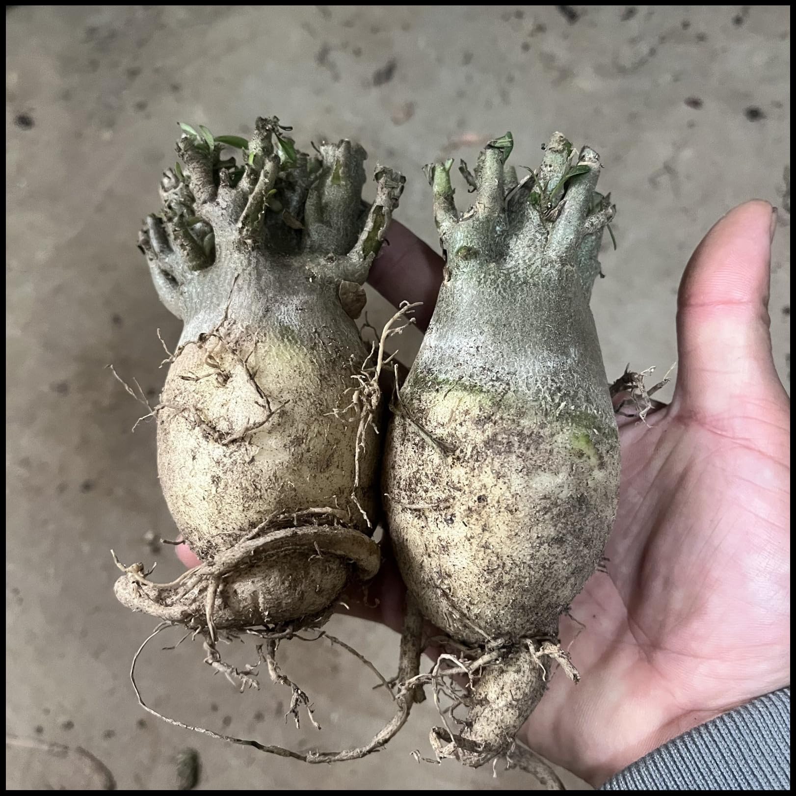 Wüstenrose Zwiebel Winterhart - Mehrjährige Zimmerpflanze Für Innen & Außen