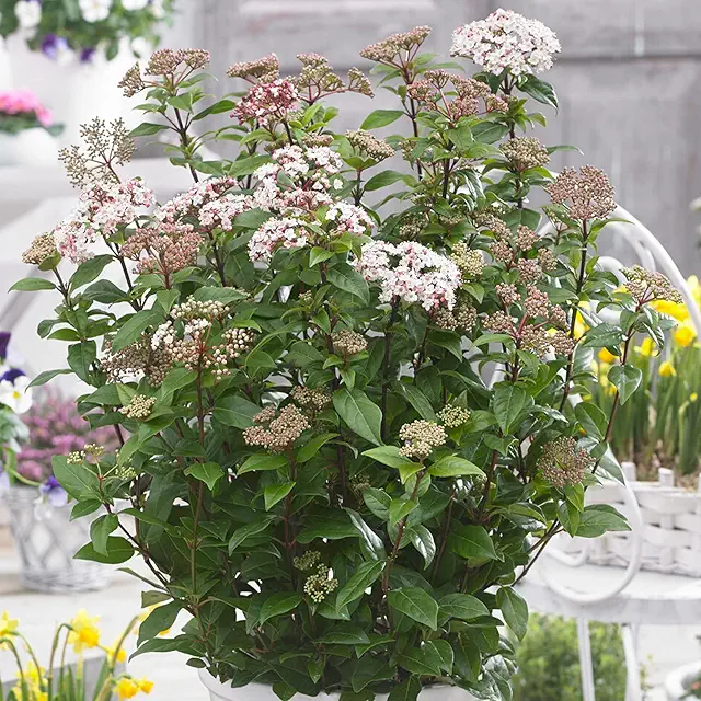 Viburnum Spirit immergrüner Gartenstrauch - Balkon Weihrauch Pflanze mit duftenden Blüten