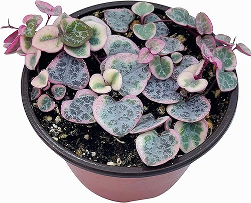 Miniatura 6 de Suculenta viva cadena de corazones abigarrados de 4 pulgadas, plantas suculentas vivas, plantas suculentas enraizadas, planta de casa colgante para