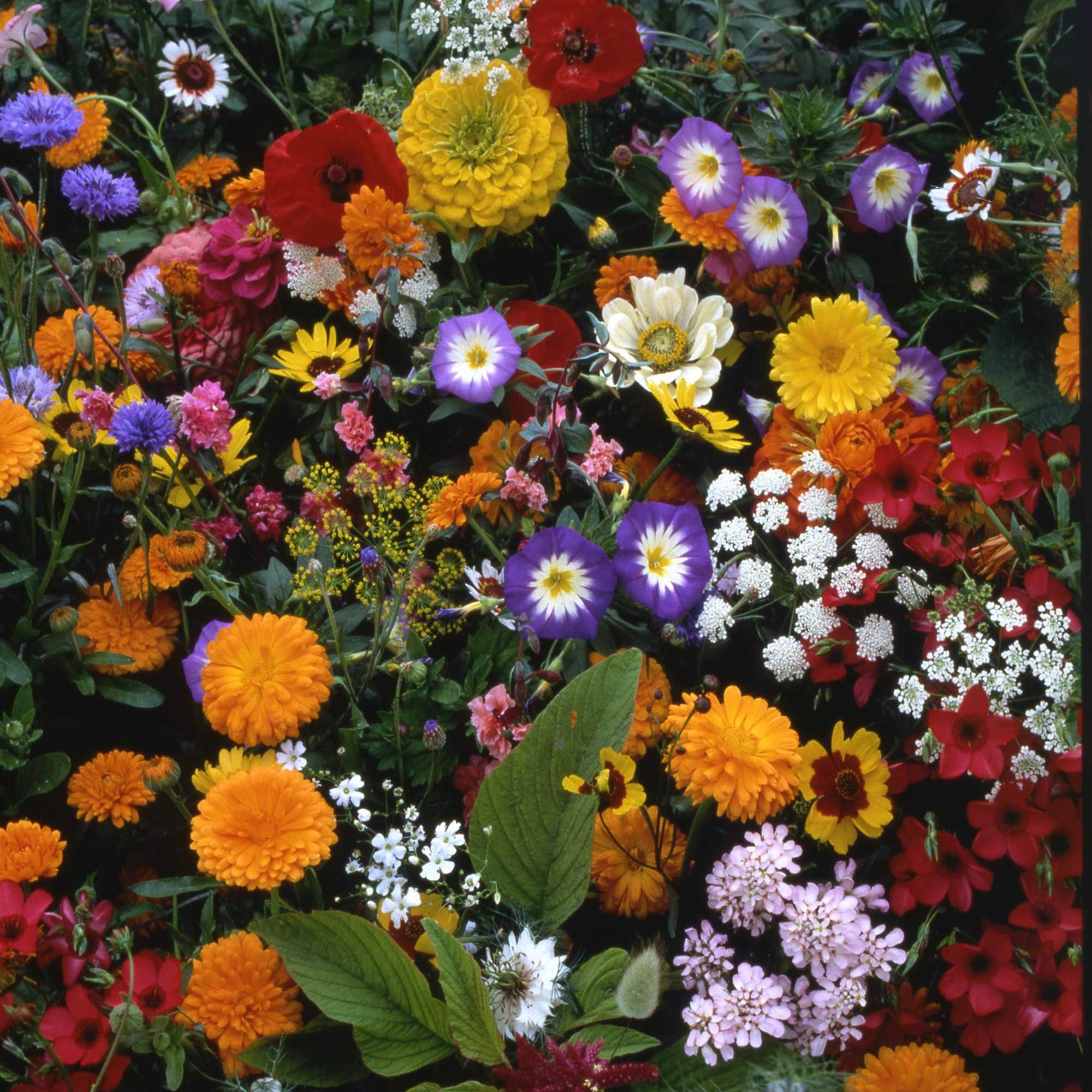 Amazon.com: Outsidepride Japanese Flower Garden Seed Mix - 5000