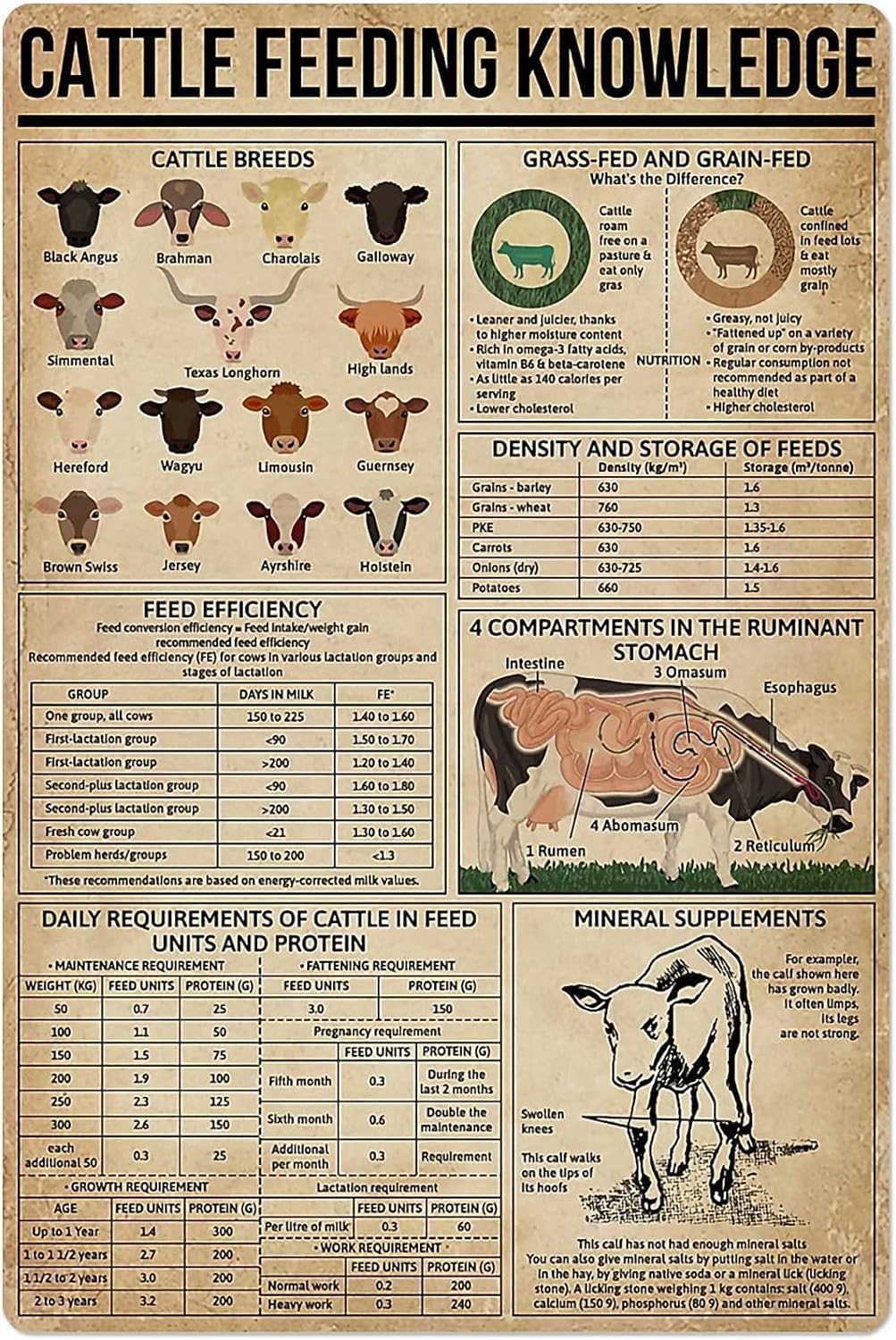 rayprint Cattle Feeding Knowledge Metal Tin Sign Dairy Cow Poster Anatomy Farm School Club Wall Decoration Plaque 12x16inch