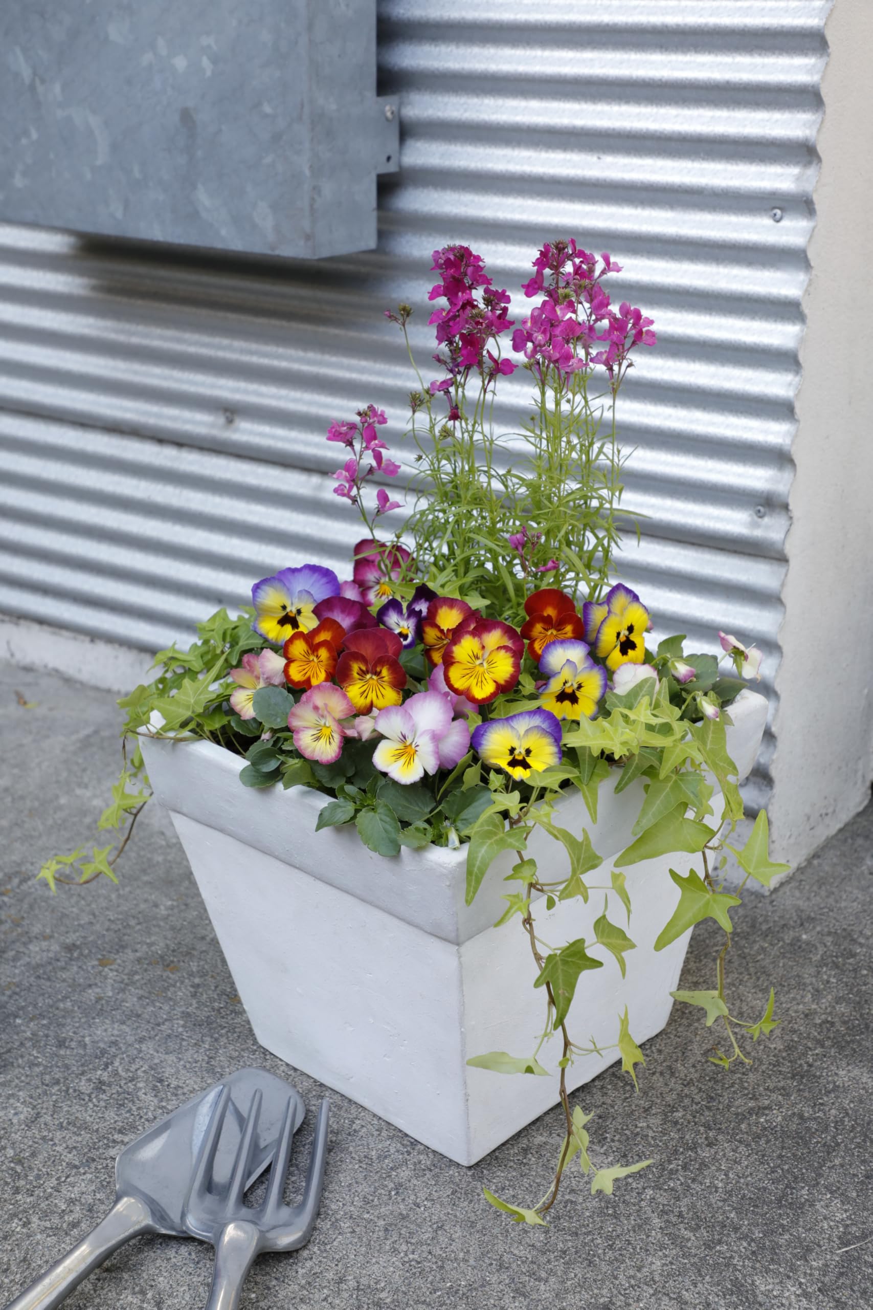 スミレ図鑑の苗 多色花タグ付き flower-net_z220728008