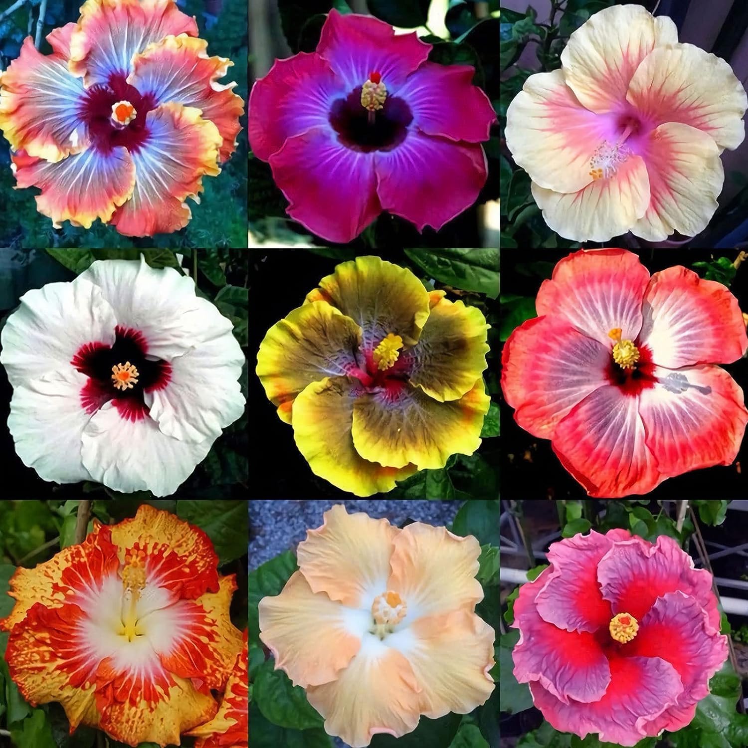 35+ Seeds- Mixed Hibiscus Flower Seeds Perennial Non-GMO Heirloom Easy to Grow & Maintain (B0CHQPZNY4) Amazon Price History, Amazon Price Tracker
