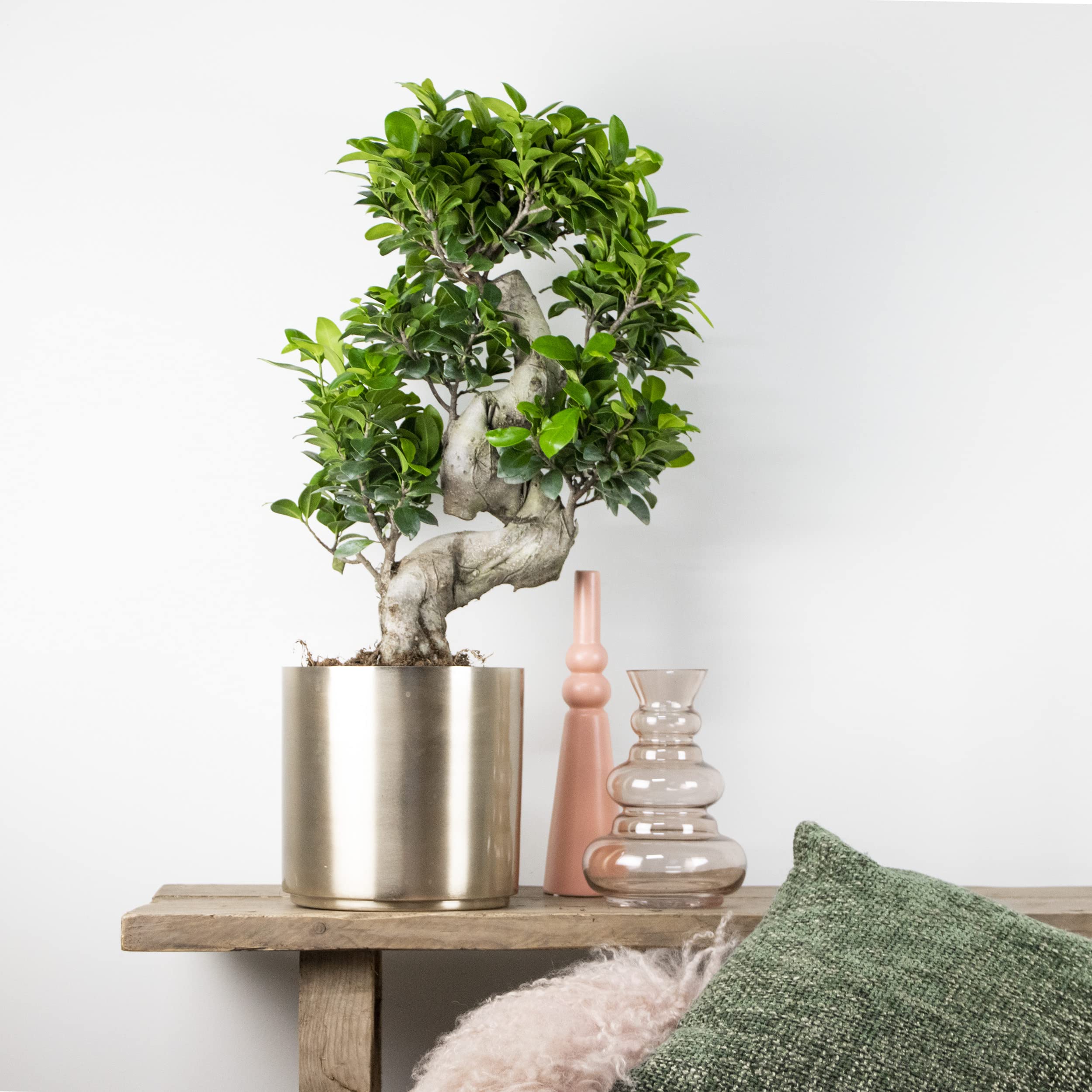 Bloomique - Ficus Ginseng - S-Shape - Bonsai - Indoor plants - Air  purifying - Easy maintenance - 60-80 cm High - Pot 24 cm : Amazon.nl: Garden