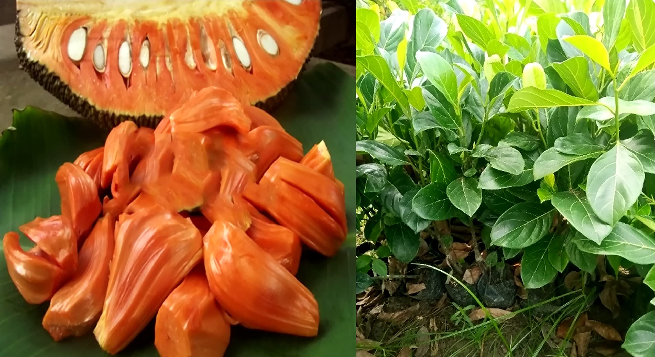 The Gifti ® Rare Pink Grafted Healthy Live Jack-fruit/Jackfruit Plant (VIETNAM SUPER EARLY VARIETY) Plant 2-3.5 ft Hight in Nursery Grow Bag for Home Garden (B09XNC15QZ) Amazon Price History, Amazon Price Tracker