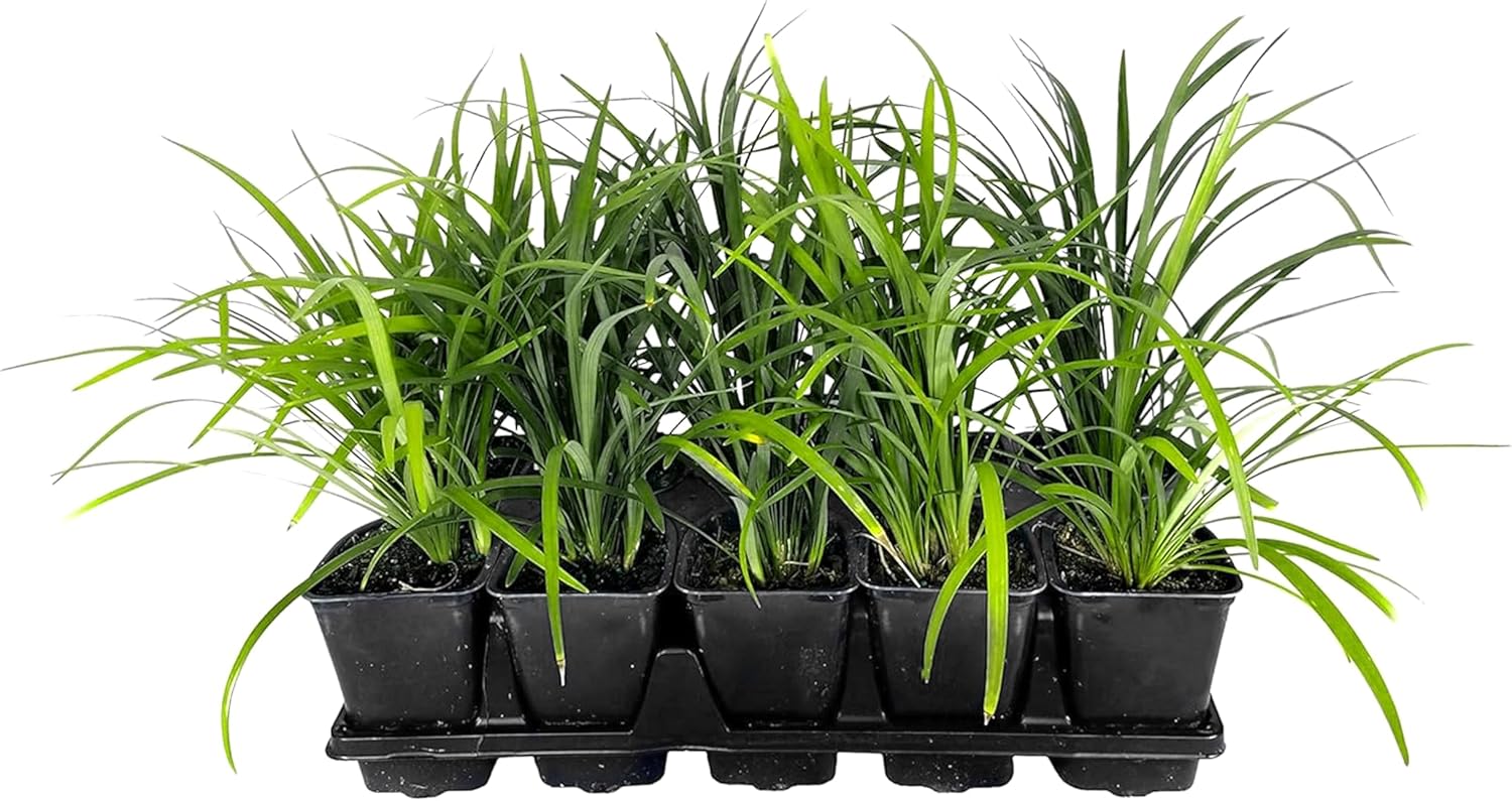 Super Blue Lilyturf - Liriope Muscari - 1 Live 4 Inch Pot - Drought Tolerant Low Maintenance Groundcover Plants
