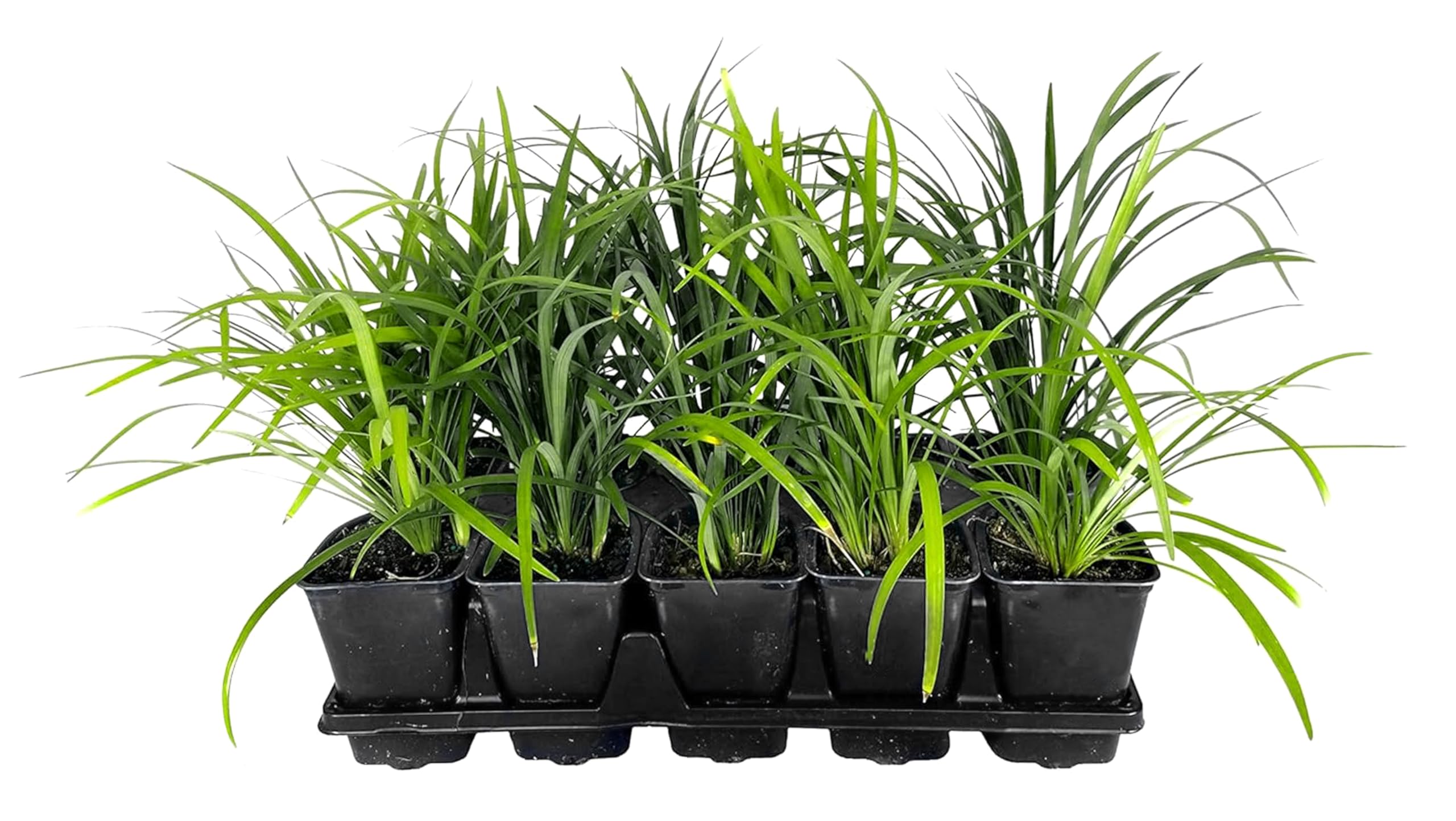 Super Blue Lilyturf - Liriope Muscari - 10 Live 4 Inch Pots - Drought Tolerant Low Maintenance Groundcover Plants