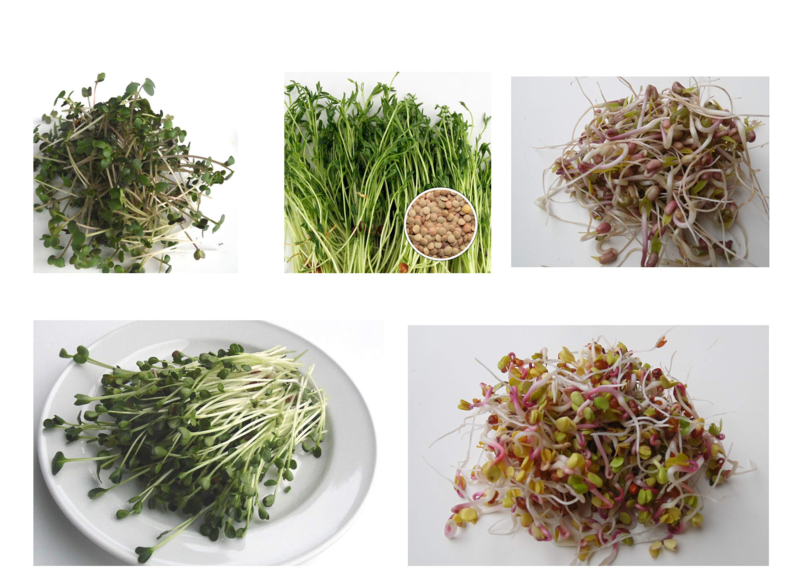500 g BIO Keimsprossen Mischung -Spicy MIX- Keimsaat 5 x 100 g Samen für die Sprossenanzucht Senf, Linsen, Mungobohnen, Daikon-Rettich, Radies Sprossen Microgreen Mikrogrün