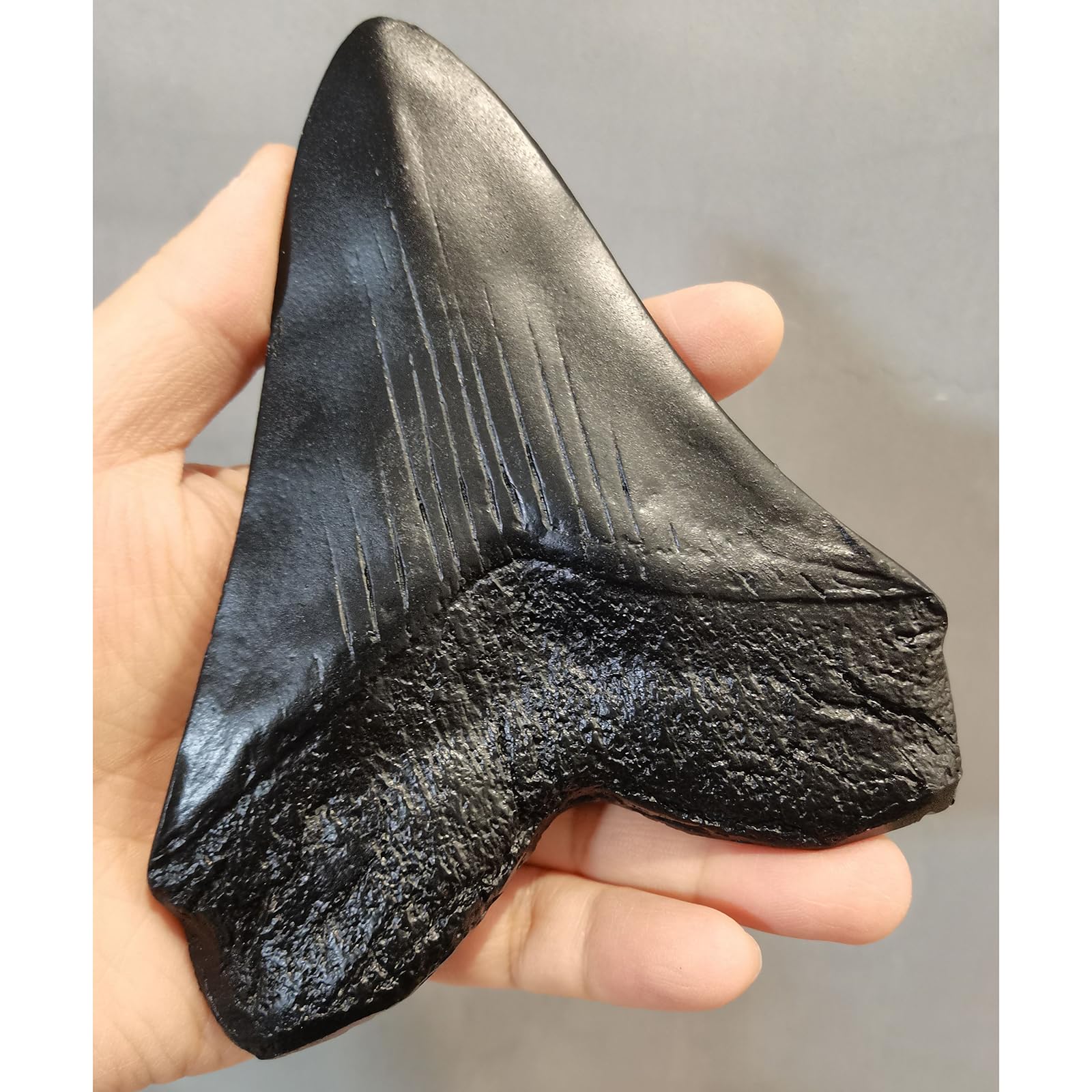 Modelo de Diente de tiburón de Resina Megalodon - Modelo fósil paleontológico - para decoración de Oficina de Adorno de Tienda de Mesa