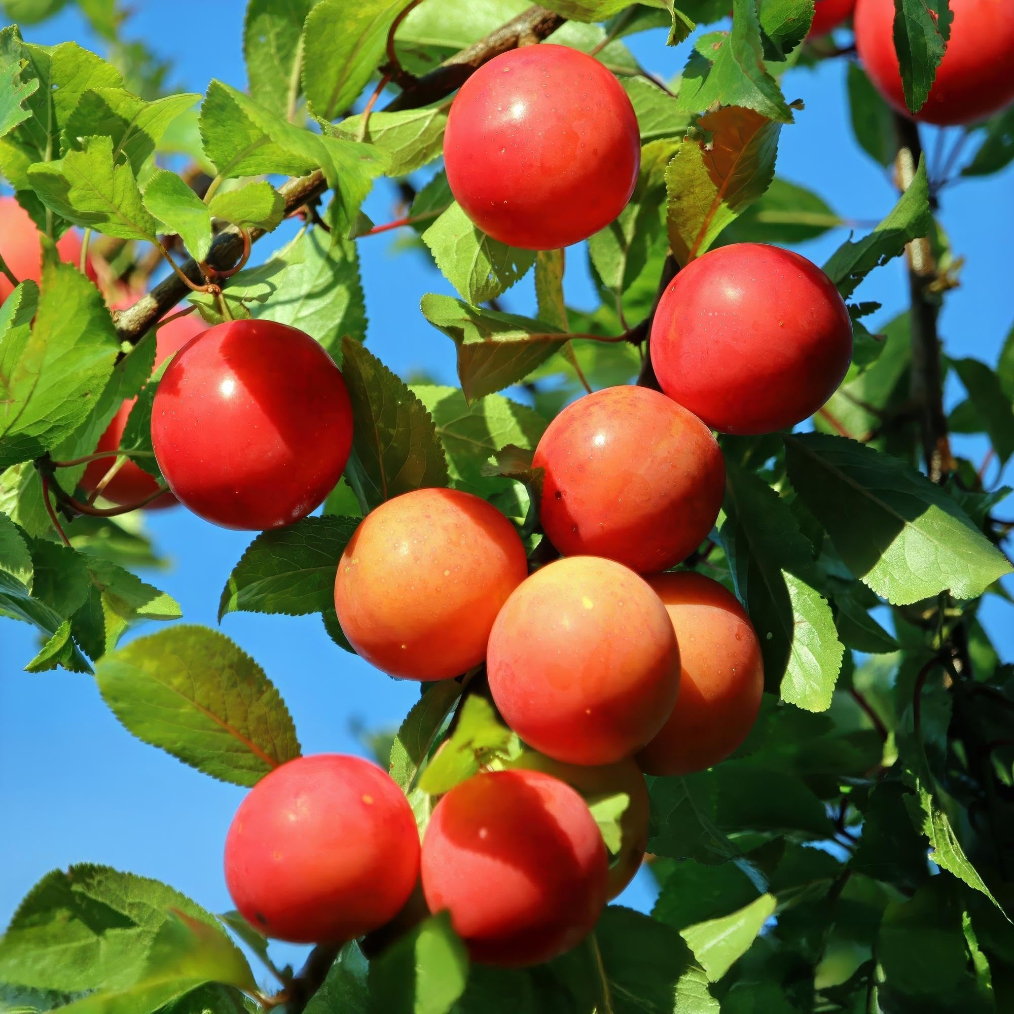 Śliwa Prunus domestica Victoria – roślina owocowa – czerwona śliwka – 21 cm – wysokość 90 cm – łatwa pielęgnacja – letnie zbiory