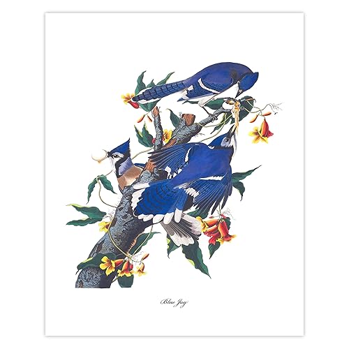 Blue Jay Art, Audubon Bird Print - Vintage Country Decor, Blue Bird Wall Art, Backyard Nature (Unframed 8x10 Inch)