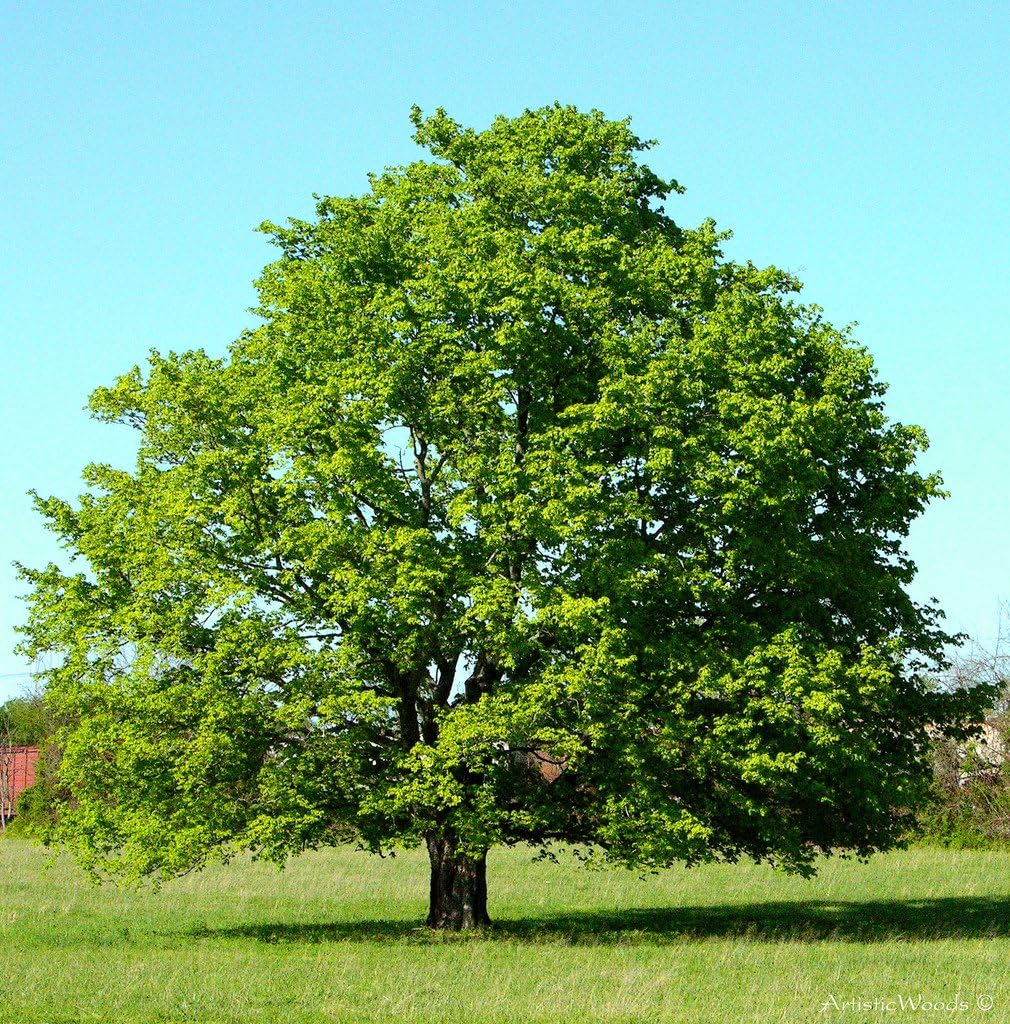 American Red Maple Shade Tree - Live Plant Shipped 3 Feet Tall by DAS Farms