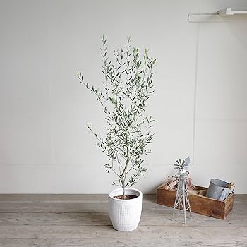 Amazon｜オリーブの木 ホワイトテラコッタ鉢植え 観葉植物 本物